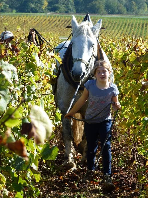 Petite fille qui tire un cheval de trait dans les vignes. Yechniques ancestrales et traditionnelles de vendange