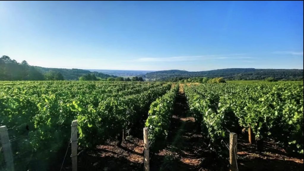 Vue du vignoble du Domaine Lucie&François-Xavier Delorme à Plottes
