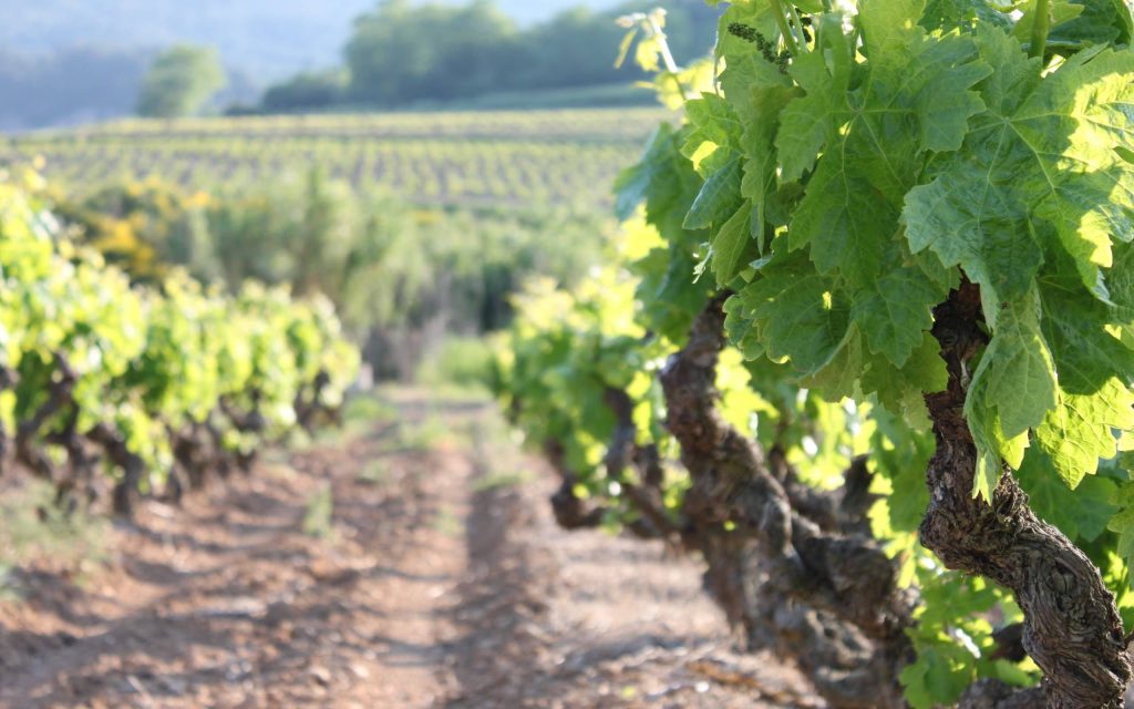 Vignoble les Terres Rouges à Azé