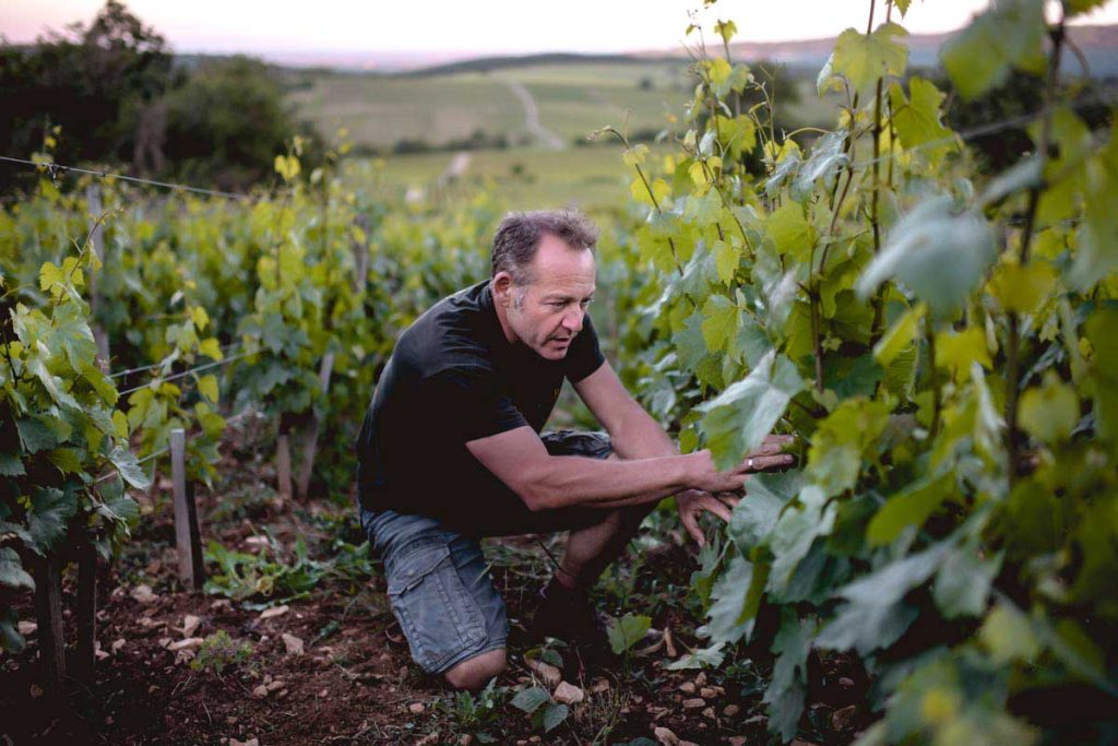 Julien Guillot dans ses vignes à Cruzille. Clos des Vignes du Maynes